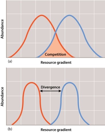 <strong>When two species compete for similar resources, resource partitioning can alter the niche of the species that compete. The figure below shows an example of this.   Resource partitioning results in:</strong> A)individuals of each species sharing the resources that they both exploit. B)individuals of each species hybridizing in the region of overlap. C)a move from the fundamental niche to the realized niche for both species. D)a move from the realized niche to the fundamental niche for both species. <div style=padding-top: 35px> 