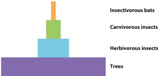 Consider the following representation of the biomass of a forest community. This diagram also correlates with the trophic structure of the community. The size of the rectangle represents the relative biomass at each trophic level. Based on the representation below, what conclusion can be drawn about the transfer of energy between the organisms in each trophic level?  