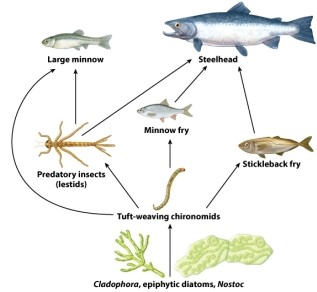 Consider the food web below.   The minnow in this system is a: