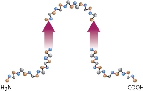 <strong>What is wrong with this diagram of secondary structure in a polypeptide chain? (Hint: In the representation of <font face=symbol>?</font> sheets as paired arrows, the convention is that the amino end is at the base of the arrow and the carboxyl end is at the tip.) </strong> A)It has an amino end and a carboxyl end. B)The directionality of the polypeptide chain reverses orientation between the arrows representing a <font face=symbol>?</font> sheet. C)<font face=symbol>?</font> sheets cannot form when the arrows are pointed in the same direction. D)Nothing is wrong with the diagram.