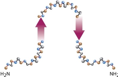 <strong>What is wrong with this diagram of secondary structure in a polypeptide chain? </strong> A)It has two amino ends. B)The directionality of the polypeptide chain reverses orientation between the arrows representing a <font face=symbol>?</font> sheet. C)<font face=symbol>?</font> sheets cannot form when the arrows are pointed in opposite directions. D)Nothing is wrong with the diagram.