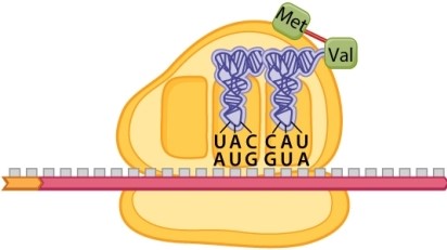 <strong>Examine the figure below, which depicts one stage in the process of translation in a eukaryote. What will happen when the ribosome shifts one codon further on the mRNA, assuming the next codon is NOT a stop codon?</strong> A)The tRNA carrying the polypeptide will be in the P site. B)The tRNA that was carrying the polypeptide will be ejected from the ribosome. C)The sites of the ribosomes will be relabeled (from left to right)P, A, E. D)A new tRNA will bind to the ribosome. E)The tRNA that is shown in the A site in the figure above will be ejected from the ribosome.