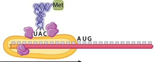 <strong>Examine the figure below, which depicts one stage in the process of translation in a eukaryote. Where will the tRNA be when the large subunit of the ribosome joins the complex?</strong> A)in the A site of the ribosome B)in the P site of the ribosome C)Ithe E site of the ribosome