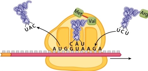 <strong>Examine the figure below, which depicts on stage in the process of translation in a eukaryote. What happens next? </strong> A)A polypeptide bond is formed between the arginine and the methionine, transferring the arginine to the P site. B)A polypeptide bond is formed between the arginine and the valine, transferring the arginine to the P site. C)A polypeptide bond is formed between the arginine and the valine, transferring the polypeptide to the A site. D)A polypeptide bond is formed between the arginine and the methionine, transferring the polypeptide to the A site.