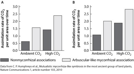 <strong>Consider the figure below. The bars show changes in primary productivity with and without endomychorrhizal associations for a group of plants that diverged early in the history of terrestrial plants. Which of the following statements supports the data shown in the figure?</strong> A)Endomycorrhizal associations do not increase primary productivity in these plants. B)Endomycorrhizal associations increase primary productivity in these plants. C)Endomycorrhizal associations only help these plants at high CO<sub>2</sub> concentrations. D)Endomycorrhizal associations only help these plants at low CO<sub>2 </sub>concentrations.