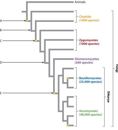 Which of the arrows on the phylogeny indicates where the loss of flagella occurred?