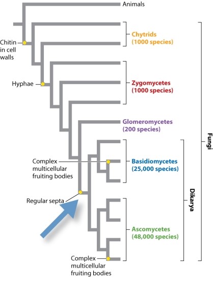 Consider the phylogeny (Fig. 34.15) below. Imagine that the trait complex multicellular fruiting bodies actually was present in the common ancestor indicated by the arrow. What would its presence in the common ancestor mean for the evolution of fruiting bodies in the group Dikarya?