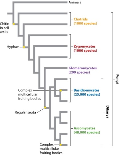 Consider the phylogeny (Fig. 34.15) below. The group Dikarya has more species than all other taxa on the tree combined. Using only the information conveyed by the labeled phylogeny below, indicate which one of the following statements is a plausible explanation as to why this is so. Select all that apply.)