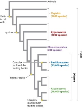 Consider the phylogeny (Fig. 34.15) below. Which type of data helped the MOST in constructing this tree?