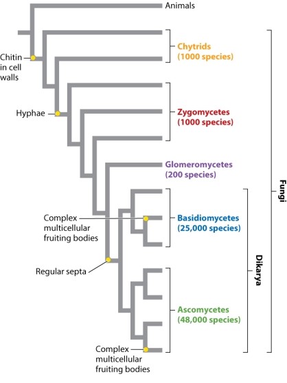 According to the phylogeny shown below, which of the following is a synapomorphy (shared, derived character) of ascomycetes and basidiomycetes?