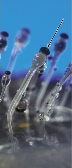 What structure is indicated by the arrow in this image? Photo credit: Carolina Biological Supply Company/Phototake
