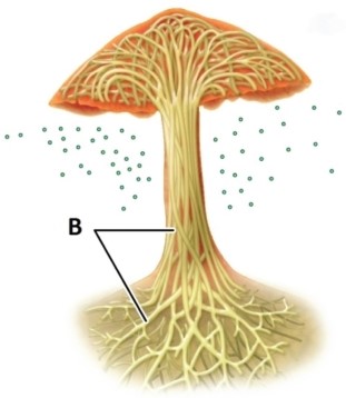 In the fungus pictured, which of the following structures is indicated by the letter B?