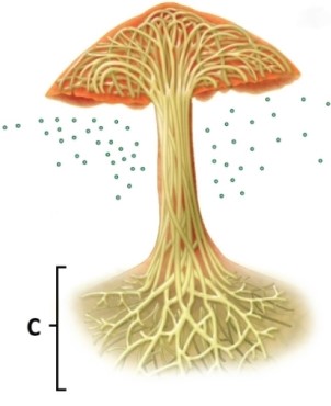 In the fungus pictured, which of the following structures is indicated by C?