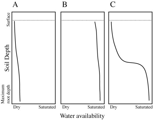 <strong>Consider the three soil water profiles (A, B,</strong> A)alternates temporally between B and C. B)varies spatially between A and C. C)alternates temporally between A and B. C)in the figure below. You would expect bryophytes instead of vascular plants to be the dominant type of plant in environments for which the soil water profile: D)is constantly C.
