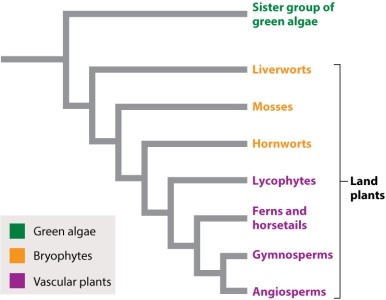 <strong>Referring to Figure 29.1, vascular tissue first evolved in which lineage of extant land plants? </strong> A)mosses B)bryophytes C)lycophytes D)gymnosperms E)hornworts