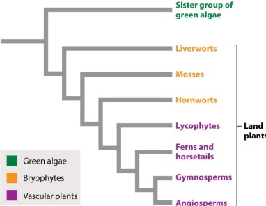 <strong>Referring to Figure 29.1, which of the following are NOT a monophyletic group? </strong> A)ferns B)gymnosperms C)angiosperms D)lycophytes