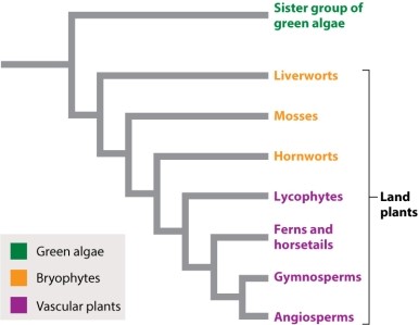 <strong>Referring to Figure 29.1, which of the following would NOT be considered a monophyletic group? </strong> A)ferns/horsetails B)angiosperms C)gymnosperms D)bryophytes E)ferns/horsetails and bryophytes