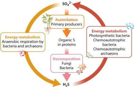 Consider the chemical reactions of the sulfur cycle shown in Figure 26.10. Reduction of CO<sub>2</sub> to generate carbohydrates can occur when coupled to the oxidation of reduced sulfur compounds (e.g., H<sub>2</sub>S). This latter process is carried out by what type of microorganism(s)?