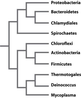 Scientists generate phylogenetic trees for a group of organisms using molecular data such as gene sequences. The 16S rRNA gene is used for this type of analysis because the gene phylogeny accurately reproduces the evolutionary history of the organisms from which the sequences were derived. Assume that the phylogeny below, which was produced based on analysis of the 16S rRNA gene, represents the evolutionary history of bacteria. You are interested in determining other genes that may be used to recover the same phylogeny. For each microbe in the tree, you sequence two other genes. The first is rpoB, which encodes one of the subunits in RNA polymerase holoenzyme and is located on the bacterial chromosome. The second is cat, a gene that confers resistance to the antibiotic chloramphenicol (a drug that targets the ribosome) and is located on a plasmid. Examine the two trees below. On the left is the phylogeny recovered using cat sequences and on the right is the phylogeny recovered using rpoB sequences. One of the two trees supports the hypothesis presented in the 16S rRNA gene phylogeny for this group of bacteria. Which of the following helps to explain why only one of the two trees matches the 16S rRNA gene phylogeny?