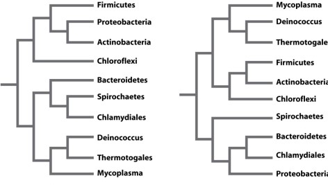 Scientists generate phylogenetic trees for a group of organisms using molecular data such as gene sequences. The 16S rRNA gene is used for this type of analysis because the gene phylogeny accurately reproduces the evolutionary history of the organisms from which the sequences were derived. Assume that the phylogeny below, which was produced based on analysis of the 16S rRNA gene, represents the evolutionary history of bacteria. You are interested in determining other genes that may be used to recover the same phylogeny. For each microbe in the tree, you sequence two other genes. The first is rpoB, which encodes one of the subunits in RNA polymerase holoenzyme and is located on the bacterial chromosome. The second is cat, a gene that confers resistance to the antibiotic chloramphenicol (a drug that targets the ribosome) and is located on a plasmid. Examine the two trees below. On the left is the phylogeny recovered using cat sequences and on the right is the phylogeny recovered using rpoB sequences. One of the two trees supports the hypothesis presented in the 16S rRNA gene phylogeny for this group of bacteria. Which of the following helps to explain why only one of the two trees matches the 16S rRNA gene phylogeny?