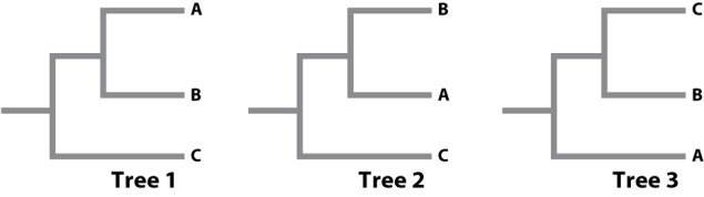 <strong>The diagram below depicts three phylogenetic trees. Which of the three show the same sister group relationships among groups A, B, and C? </strong> A)Trees 1 and 2 are equivalent. B)Trees 2 and 3 are equivalent. C)Trees 1 and 3 are equivalent. D)All three trees are equivalent. E)All three trees are different: no two are equivalent.