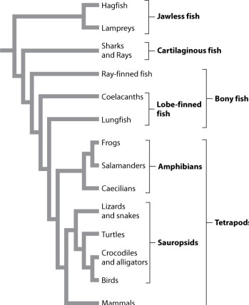 <strong>Examine Figure 23.2 below. What is the sister group to mammals?</strong> A)sauropsids B)tetrapods C)birds D)crocodiles and alligators E)birds plus crocodiles and alligators