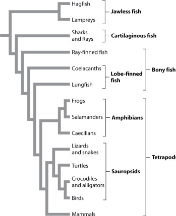 <strong>Examine Figure 23.2 below. According to the figure, the closest relatives of turtles are:</strong> A)lizards and snakes. B)sauropsids. C)tetrapods. D)crocodiles, alligators, and birds. E)hagfish.