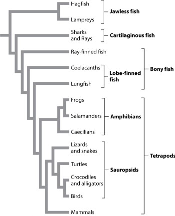 <strong>Examine Figure 23.2 below. If we defined a taxon to include only the coelacanths and lungfish but not their most recent common ancestor, it would be a _____ group.</strong> A)monophyletic B)paraphyletic C)polyphyletic