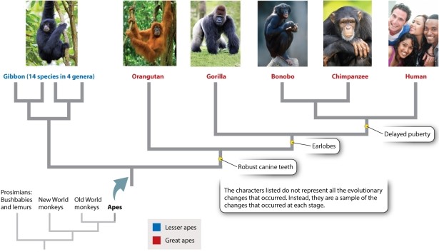 <strong>What types of data can be used to construct phylogenies such as the one below? Photo sources: (left to right) Zoonar/K. Jorgensen/age fotostock; S Sailer/A Sailer/age fotostock; J & C Sohns/age fotostock; Michael Dick/ Animals Animals-Earth Scenes; FLPA/Jurgen & Christi/age fotostock; Yellow Dog Productions/Getty Images.</strong> A)molecular data B)fossil evidence C)anatomical, physiological, and developmental studies of extant species D)molecular data, fossil evidence, and anatomical, physiological, and developmental studies of extant species E)None of the answer options is correct.