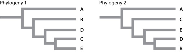 <strong>The same intron was sequenced from five different taxa (taxa A-E) whose evolutionary relationships are disputed. The data matrix given shows six variable sites (1-6, left column) in the DNA sequences obtained from each of the five species. Taxon A serves as the outgroup for this analysis. \begin{array}{|c|c|c|c|c|c|} \hline & \operatorname{taxon} \mathrm{A} & \operatorname{tax} n \mathrm{~B} & \operatorname{tax} n \mathrm{C} & \operatorname{taxon} \mathrm{D} & \operatorname{taxon} \mathrm{E} \\ \hline 1 & \mathrm{~A} & \mathrm{G} & \mathrm{G} & \mathrm{G} & \mathrm{G} \\ \hline 2 & \mathrm{C} & \mathrm{T} & \mathrm{T} & \mathrm{T} & \mathrm{T} \\ \hline 3 & \mathrm{G} & \mathrm{G} & \mathrm{G} & \mathrm{G} & \mathrm{A} \\ \hline 4 & \mathrm{~A} & \mathrm{~A} & \mathrm{~T} & \mathrm{~A} & \mathrm{~T} \\ \hline 5 & \mathrm{~A} & \mathrm{C} & \mathrm{A} & \mathrm{C} & \mathrm{C} \\ \hline 6 & \mathrm{~A} & \mathrm{~A} & \mathrm{C} & \mathrm{A} & \mathrm{C} \\ \hline \end{array} Which of the phylogenies below explains the relatedness between these taxa with the FEWEST evolutionary steps? </strong> A)phylogeny I B)phylogeny II C)Both phylogenetic trees have the same number of evolutionary steps.