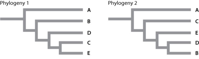 <strong>The same intron was sequenced from five different taxa (taxa A-E) whose evolutionary relationships are disputed. The data matrix given shows six variable sites (1-6 in left column) in the DNA sequences obtained from each of the five species. Taxon A serves as the outgroup for this analysis. \begin{array}{|c|c|c|c|c|c|} \hline & \operatorname{taxon} \mathrm{A} & \operatorname{tax} n \mathrm{~B} & \operatorname{tax} n \mathrm{C} & \operatorname{taxon} \mathrm{D} & \operatorname{taxon} \mathrm{E} \\ \hline 1 & \mathrm{~A} & \mathrm{G} & \mathrm{G} & \mathrm{G} & \mathrm{G} \\ \hline 2 & \mathrm{C} & \mathrm{T} & \mathrm{T} & \mathrm{T} & \mathrm{T} \\ \hline 3 & \mathrm{G} & \mathrm{G} & \mathrm{G} & \mathrm{G} & \mathrm{A} \\ \hline 4 & \mathrm{~A} & \mathrm{~A} & \mathrm{~T} & \mathrm{~A} & \mathrm{~T} \\ \hline 5 & \mathrm{~A} & \mathrm{C} & \mathrm{A} & \mathrm{C} & \mathrm{C} \\ \hline 6 & \mathrm{~A} & \mathrm{~A} & \mathrm{C} & \mathrm{A} & \mathrm{C} \\ \hline \end{array} Which of the phylogenies below explains the relatedness between these taxa with the FEWEST evolutionary steps? </strong> A)phylogeny I B)phylogeny II C)Both phylogenetic trees have the same number of evolutionary steps.