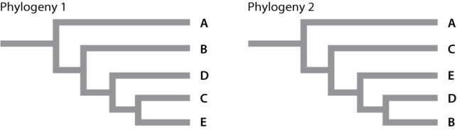 <strong>Excluding the outgroup, taxon A, how many equivalent sister-group relationships are depicted between the two phylogenies given below? </strong> A)one B)two C)three D)four E)There are no equivalent sister-taxa shown between the two phylogenies.
