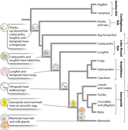 Based on Figure 23.7, which of the following are examples of convergent evolution?