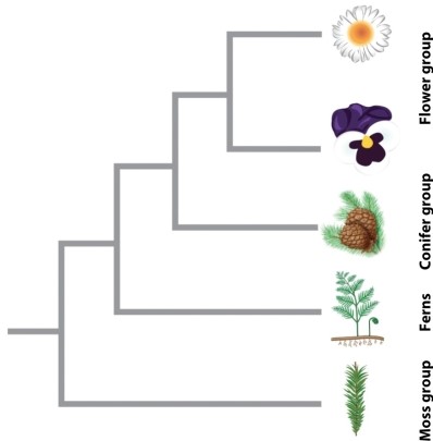 The phylogeny below represents a hypothesis for the evolutionary relationships among major groups of plants. If it is correct, in what order should we predict to find the fossils of these groups, in order from oldest to youngest?