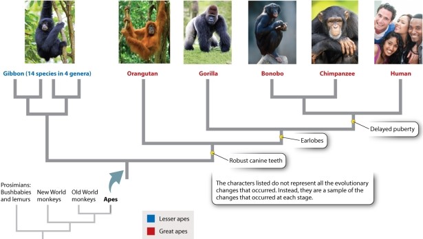 Select the BEST set of data for constructing the type of diagram shown below. Photo sources: (left to right) Zoonar/K. Jorgensen/age fotostock; S Sailer/A Sailer/age fotostock; J & C Sohns/age fotostock; Michael Dick/ Animals Animals-Earth Scenes; FLPA/Jurgen & Christi/age fotostock; Yellow Dog Productions/Getty Images.