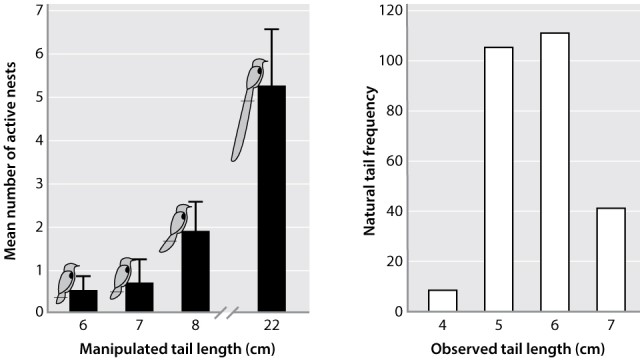 The figure below shows the results of a series of observations and experiments on tail length in male African widowbirds. The black bars represent manipulated tail lengths by researchers (they actually added length to the tail feathers of the experimental birds). From the black bars on the figure, we see clearly that the male birds that have been artificially manipulated to have super-long tails are very good at attracting mates, approximated by the number of active nests for each male. Why then are the male tails we see in nature (open bars on the figure) so much shorter?