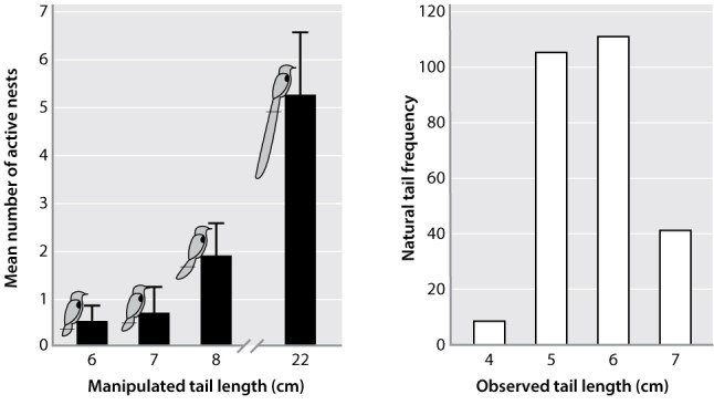 The figure below shows the results of a series of observations and experiments on tail length in male African widowbirds. The black bars represent manipulated tail lengths by researchers (they actually added length to the tail feathers of the experimental birds). From the black bars on the figure, we see clearly that the male birds that have been artificially manipulated to have super-long tails are very good at attracting mates, approximated by the number of active nests for each male. Why then are the male tails we see in nature (open bars on the figure) so much shorter?