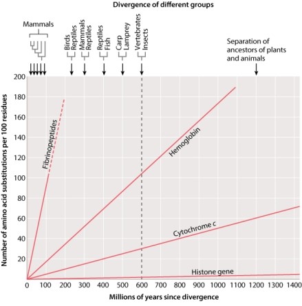 Given the molecular clocks in Figure 21.15 below, you can conclude that reptiles and mammals should have approximately _____ amino acid differences between them in cytochrome c.
