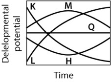 <strong>If one isolated cells at random from an organism at different times in its development and measured developmental potential as the average number of distinct cell types that the cells could differentiate into, which of the curves shown here would MOST likely result? </strong> A)curve M B)curve H C)curve K D)curve L E)curve Q