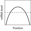 <strong>In the graph shown here, the dashed line shows the level of mRNA for a certain protein, Prot4, at various positions along the anterior-posterior axis of an insect embryo. The solid line represents the level of a regulatory protein that controls translation of the Prot4 mRNA. If the regulatory protein stimulates translation of the Prot4 mRNA, then which graph shows the expected level of Prot4 across the embryo? </strong> A)graph M B)graph H C)graph K D)graph L E)graph Q