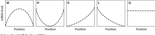 <strong>In the graph shown here, the dashed line shows the level of mRNA for a certain protein, Prot4, at various positions along the anterior-posterior axis of an insect embryo. The solid line represents the level of a regulatory protein that controls translation of the Prot4 mRNA. If the regulatory protein stimulates translation of the Prot4 mRNA, then which graph shows the expected level of Prot4 across the embryo? </strong> A)graph M B)graph H C)graph K D)graph L E)graph Q