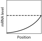 <strong>In the graph shown here, the dashed line shows the level of mRNA for a certain protein, Prot5, at various positions along the anterior-posterior axis of an insect embryo. The solid line represents the level of a regulatory protein that controls translation of the Prot5 mRNA. If the regulatory protein represses translation of the Prot5 mRNA, then which graph shows the expected level of Prot5 across the embryo? </strong> A)graph M B)graph H C)graph K D)graph L E)graph Q