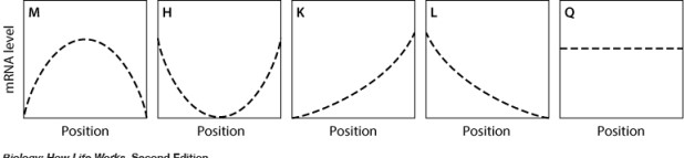 <strong>In the graph shown here, the dashed line shows the level of mRNA for a certain protein, Prot5, at various positions along the anterior-posterior axis of an insect embryo. The solid line represents the level of a regulatory protein that controls translation of the Prot5 mRNA. If the regulatory protein represses translation of the Prot5 mRNA, then which graph shows the expected level of Prot5 across the embryo? </strong> A)graph M B)graph H C)graph K D)graph L E)graph Q