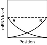 <strong>In the graph shown here, the dashed line shows the level of mRNA for a certain protein, Prot6, at various positions along the anterior-posterior axis of an insect embryo. The solid lines portray the levels of two regulatory proteins, A and B, that control translation of the Prot6 mRNA. If both A and B stimulate translation of the Prot6 mRNA, then which graph BEST approximates the expected level of Prot6 across the embryo? </strong> A)graph M B)graph H C)graph K D)graph L E)graph Q