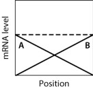 <strong>In the graph shown here, the dashed line shows the level of mRNA for a certain protein, Prot7, at various positions along the anterior-posterior axis of an insect embryo. The solid lines portray the levels of two regulatory proteins, A and B, that control translation of the Prot7 mRNA. If both A and B stimulate translation of the Prot7 mRNA, then which graph BEST approximates the expected level of Prot7 across the embryo? </strong> A)graph M B)graph H C)graph K D)graph L E)graph Q