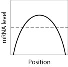 <strong>In the graph shown here, the dashed line shows the level of mRNA for a certain protein, Prot2, at various positions along the anterior-posterior axis of an insect embryo. The solid line represents the level of a regulatory protein that controls translation of the Prot2 mRNA. If the regulatory protein represses translation of the Prot2 mRNA, then which graph shows the expected level of protein Prot2 across the embryo? </strong> A)graph M B)graph H C)graph K D)graph L E)graph Q