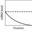 <strong>In the graph shown here, the dashed line shows the level of mRNA for a certain protein, Prot3, at various positions along the anterior-posterior axis of an insect embryo. The solid line represents the level of a regulatory protein that controls translation of the Prot3 mRNA. If the regulatory protein stimulates translation of the Prot3 mRNA, then which graph shows the expected level of protein Prot3 across the embryo? </strong> A)graph M B)graph H C)graph K D)graph L E)graph Q
