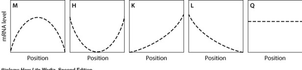 <strong>In the graph shown here, the dashed line shows the level of mRNA for a certain protein, Prot3, at various positions along the anterior-posterior axis of an insect embryo. The solid line represents the level of a regulatory protein that controls translation of the Prot3 mRNA. If the regulatory protein stimulates translation of the Prot3 mRNA, then which graph shows the expected level of protein Prot3 across the embryo? </strong> A)graph M B)graph H C)graph K D)graph L E)graph Q