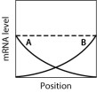 In the graph shown here, the dashed line shows the level of mRNA for a certain protein, Prot1, at various positions along the anterior-posterior axis of an insect embryo. The solid lines portray the levels of two regulatory proteins, A and B, that control translation of the Prot1 mRNA. If both A and B repress translation of the Prot1 mRNA, then which graph BEST approximates the expected level of Prot1 across the embryo?