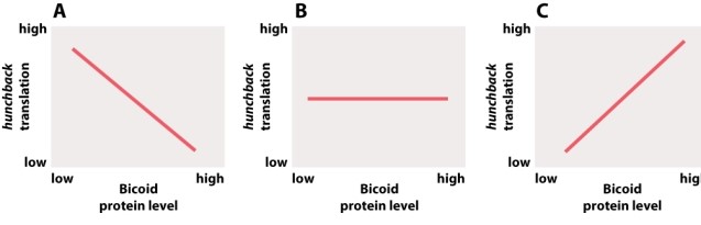 Which of the following graphs illustrates the relationship between the amount of Bicoid protein and the translation of hunchback mRNA in the Drosophila embryo?